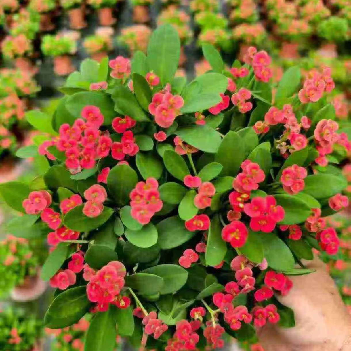 铁海棠基地直供观叶绿化花卉小盆栽虎刺梅