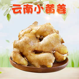 云南小黄姜 1/9斤新鲜月子黄姜窖藏姜块应季蔬菜非大黄姜
