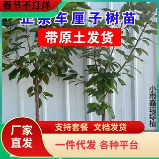 一件代发车厘子树苗特大果树果苗烟台大樱桃树樱桃苗南方北方种植
