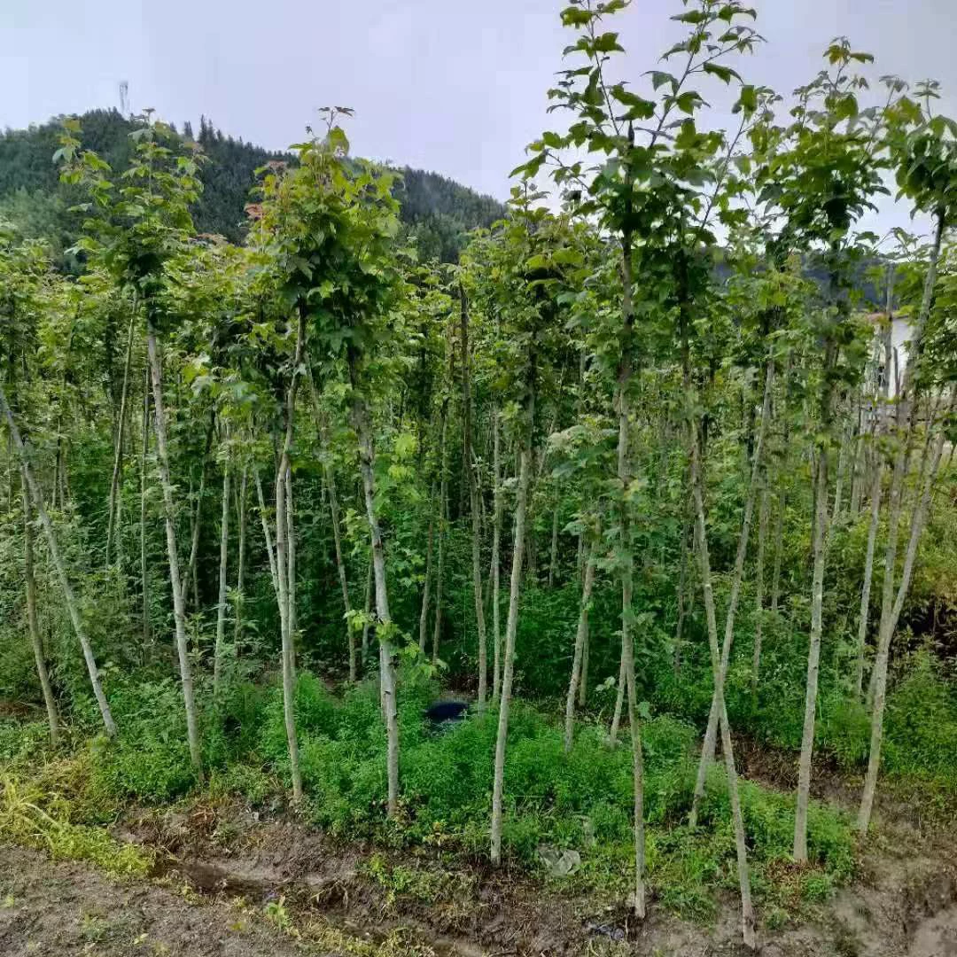 2306 питомник поставляет 3-4 мешка с рассадой клена