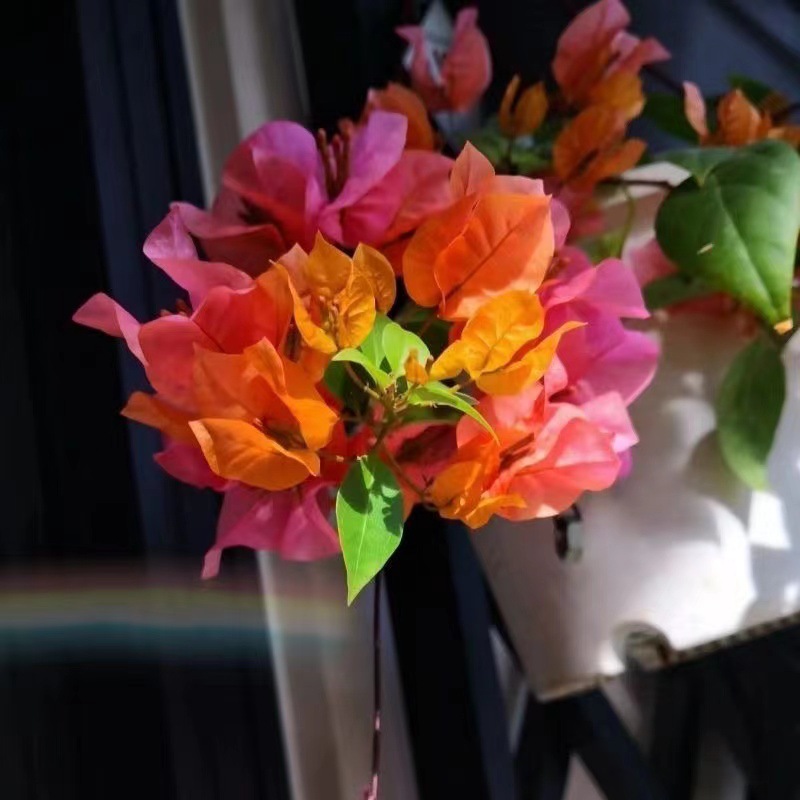 [Resistente al frío] Ciruela triangular cuatro estaciones flores al aire libre resistente al calor flores multicolores plantas de plantación verde