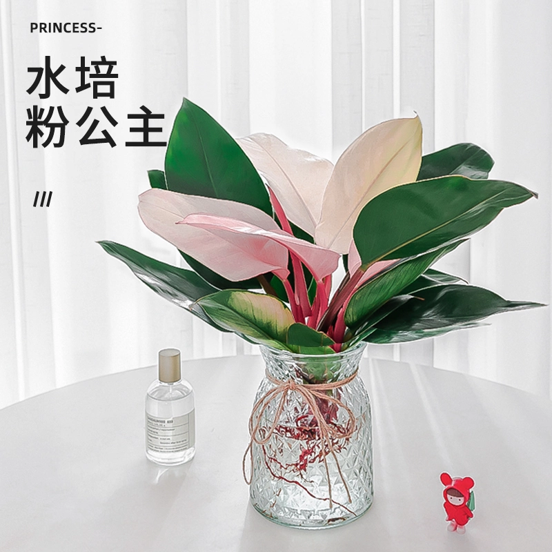 Розовая принцесса Монстера в горшке, роскошное гидропонное растение для гостиной, легко кормить, для офиса, настольное зеленое растение, цветы