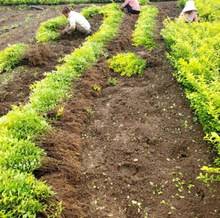 һ�����l���~Ůؑ��������ֲ��С�~Ůؑ����ͥԺ���@�G��������ɭ