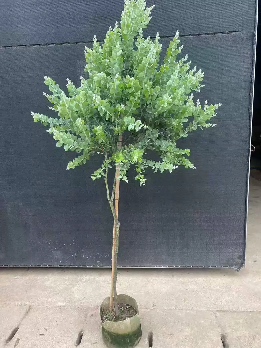 [Базовые прямые поставки] Просмотр листьев в горшке Зеленое растение Чистая красная леденец Серебряный лист Акация 1,8 ~ 2 м в длину