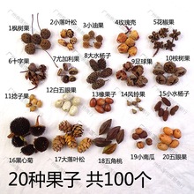 手工diy果子30种150个天然果实橡果松果幼儿园环创材料包拍摄道具
