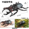 HFM hollow stag beetle C5