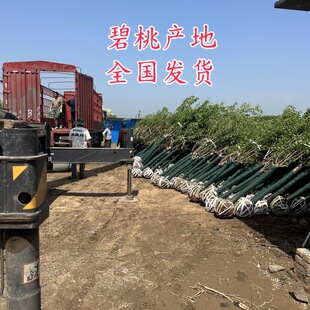 ���Ҙ���6-8-10�������~�������~���Ҽt�~�t�����Үa�ر��҃r��