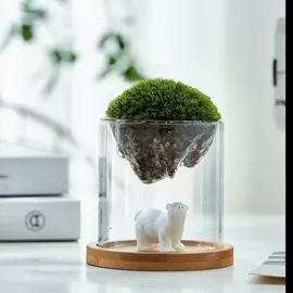 微景观;微景观瓶;其他园林植物