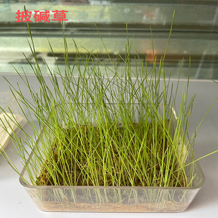 Alkaline Grass Old Mango Oat Pasture Seeds Wholesale Drought-Resistant and Cold-Resistant High-Altitude Grass Seeds in Chengdu, Sichuan