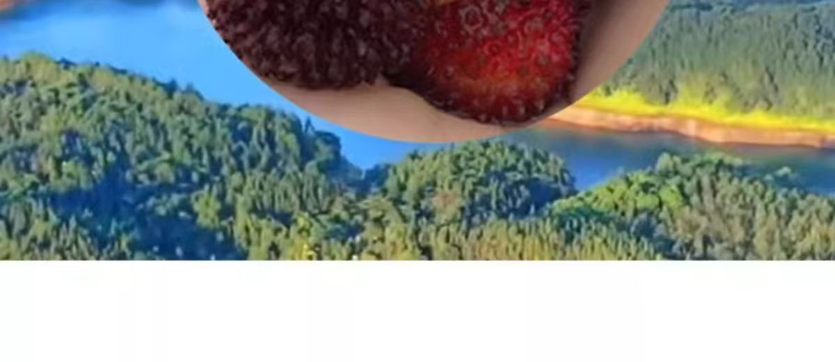 Yangchun Amomum Fruit Sha Ren 500g Dried TCM Herb for Cooking and Decoction quality and texture
