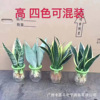 Direct supply of the base ｜ Hydroponic plant small forest tiger pimuro potted flowers, succulent green plant office tiger tiger