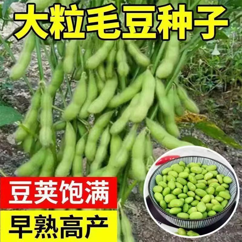 Early-Maturing Green Edamame Seeds, Soybeans, Green Beans, Large Pod Vegetable Seeds, Spring-Sown Glutinous Rice Beans, Dwarf Edamame
