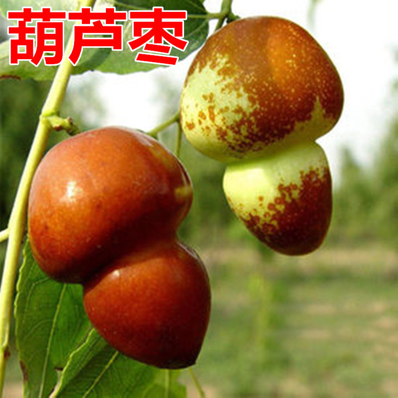 葫芦枣树活苗南北方地栽种植猴头枣子树苗盆栽嫁接果树苗当年结果