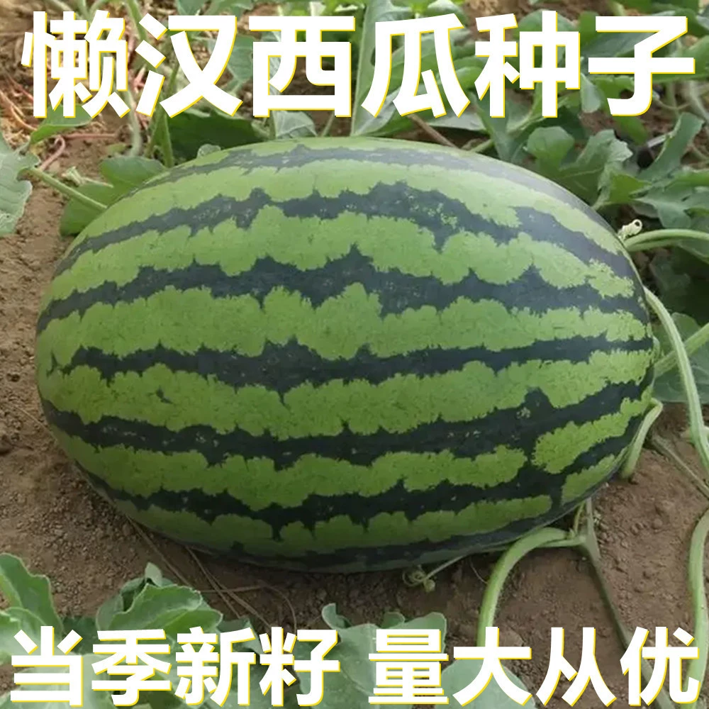 Семена арбуза Lazy Man 20/50/100 пакетиков, прямые поставки с места происхождения, сезонные новые семена, семена фруктов для двора.