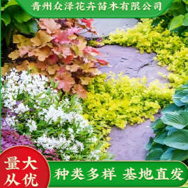 过路黄金钱草真金草走游草铺地莲绿化工程植物露天栽种基地批发