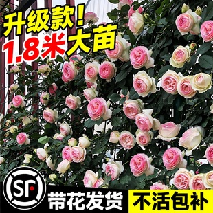 1.8m Matriarchal Large Seedlings Rose Seedlings Vine Rose Climbing Plant Extra Large Florals Blooming in All Seasons Potted Roses