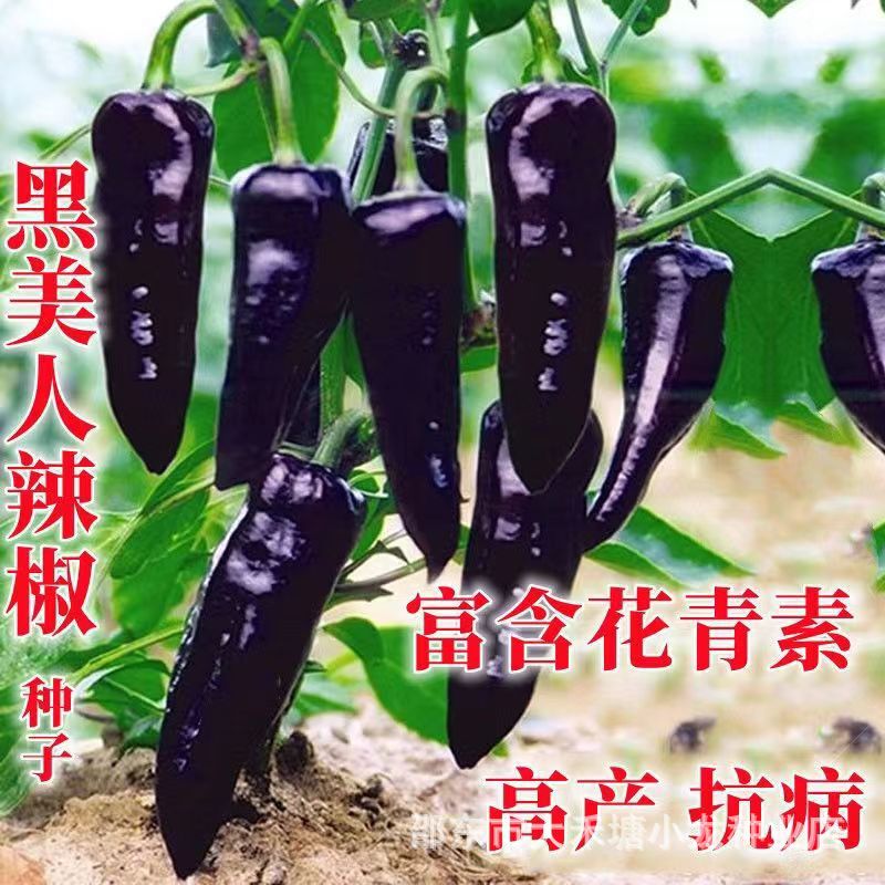 Black chili seeds, purple chili seeds, high-yield early-maturing bell pepper seeds, four-season vegetable seeds Black chili seeds, purple chili seeds, high-yield early-maturing bell pepper seeds, four-season vegetable seeds