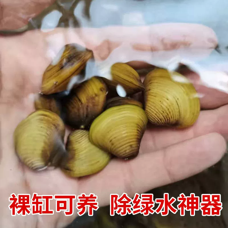 Golden 蚌 小 黄 黄 蚬 蚬 蚬 观 观 黄 黄 黄 黄 黄 黄 黄 黄 黄 黄 黄 黄 藻 藻 藻 藻 黄 黄 黄 黄 黄 黄 黄 黄 黄 黄 黄 黄 黄