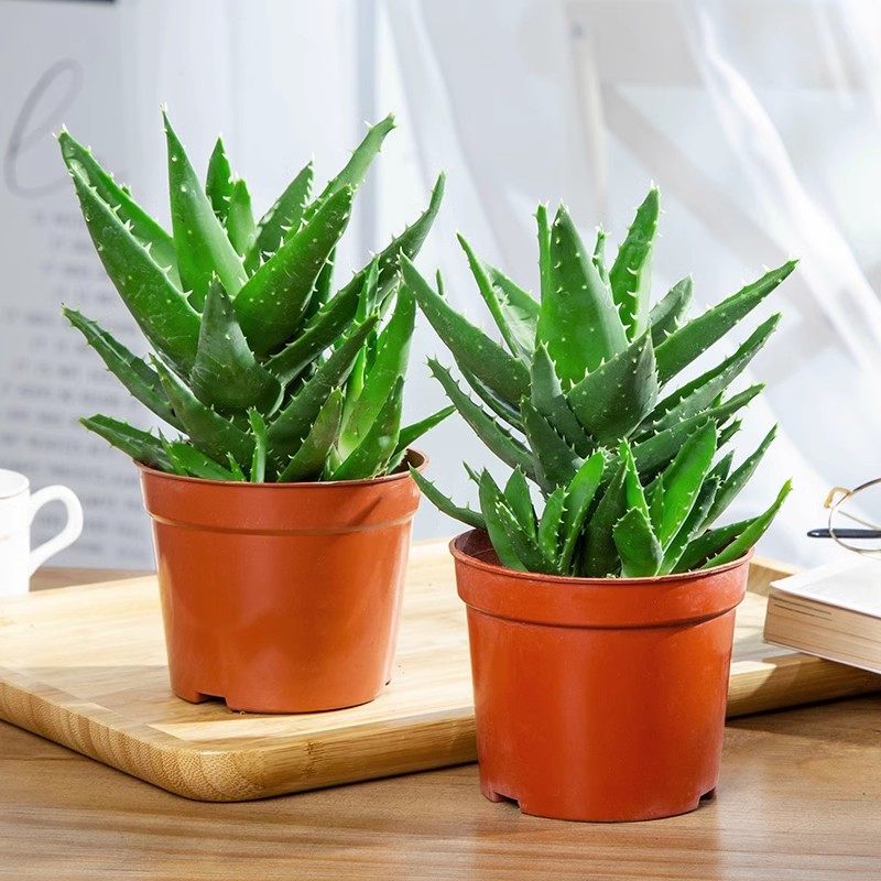 4 pots of night city aloe vera [original soil red pot] free fertilizer