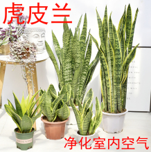 ��߅��Ƥ�m����ȩ����Gֲ���k���҃ȴ��ͻ�β�m�������Կ͏d���W