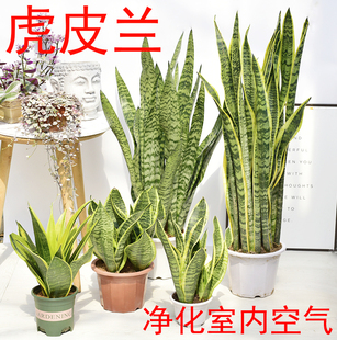 ��߅��Ƥ�m����ȩ����Gֲ���k���҃ȴ��ͻ�β�m�������Կ͏d���W