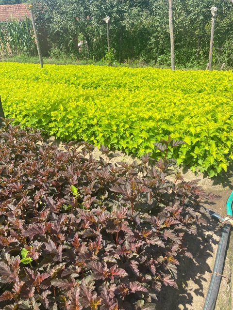 批发紫叶风箱果 金叶枫香果树苗 山梅花规格齐全