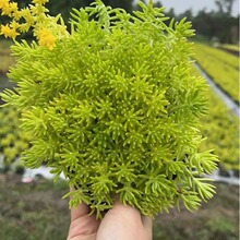 佛甲草苗木植物景观绿化庭院小苗批发