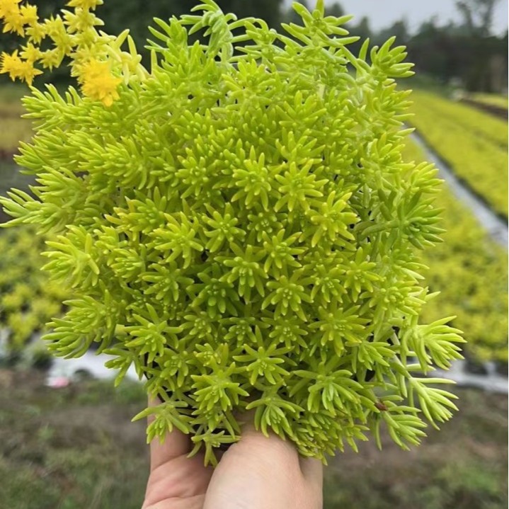 佛甲草苗木植物景观绿化庭院小苗批发