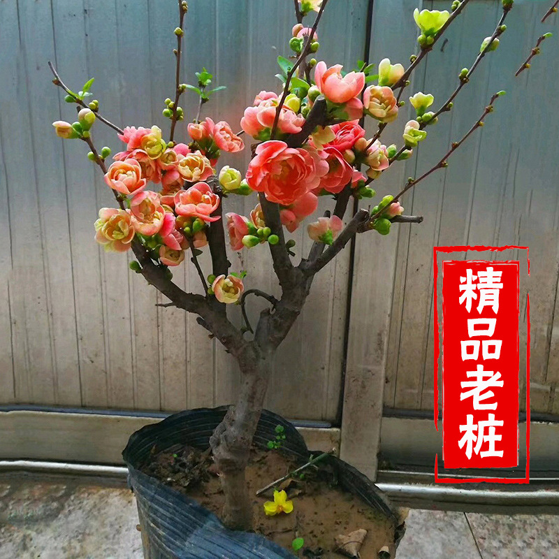 海棠花盆栽树苗庭院盆景重瓣四季花卉老桩绿植物室内开花好养易活