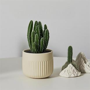 Succulent Wanzhongshan Potted Green Plant Blooming Cactus Combination Office Desktop Sunny Indoor Cactus Plant