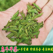 2024年新茶绿版小芽头 乌牛早扁茶 浙江龙形茶 大货茶叶现货批发