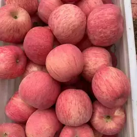 苹果;芒果;哈密瓜