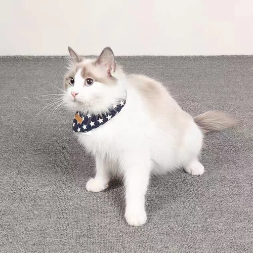 Pet Scarf Cat High Fashion Triangle Bandana Dog Leather Collar Internet Celebrity Small Dog Puppy Saliva Towel Neck Scarf