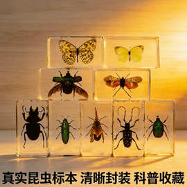跨境外贸批发树脂昆虫标本蝎子独角仙玩具摆件小礼品昆虫标本摆件