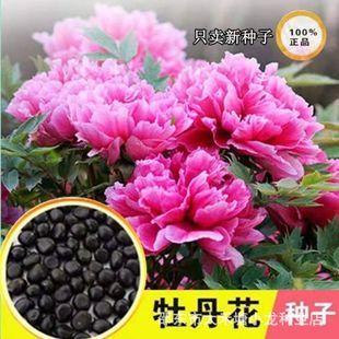 �ذ��ĵ���N���ļ��_���̨�҃�ͥԺ�����՚���˻����߲˷N��