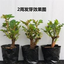 玫瑰老桩当年开花大花浓香月季老根花卉绿植盆栽批发批发蔷薇类