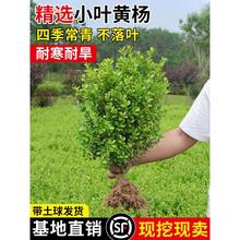 小叶黄杨苗瓜子黄杨球苗庭院篱笆绿化独杆黄杨树苗大叶黄杨冬青苗