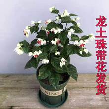 �����黨�����̨���Կ����ٻ���ֲ���҃��ļ��_������ȩ�r���׻�