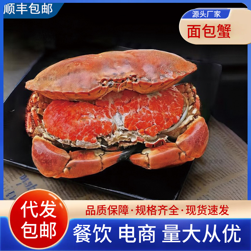 超大面包蟹带黄膏新鲜海捕熟冻大螃蟹海蟹黄金蟹海鲜水产批发