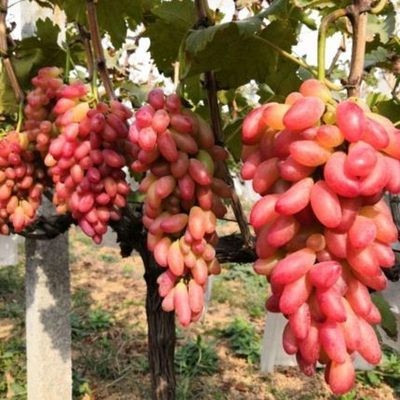 홍유 5년생 모종 [올해의 성과] +30cm(포함)~40cm(제외)