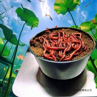 ���b����r���~�D�~ʳ���l��~�O�ߴ�̖ţ�S�D�ϼt�x���ɢ�b���D