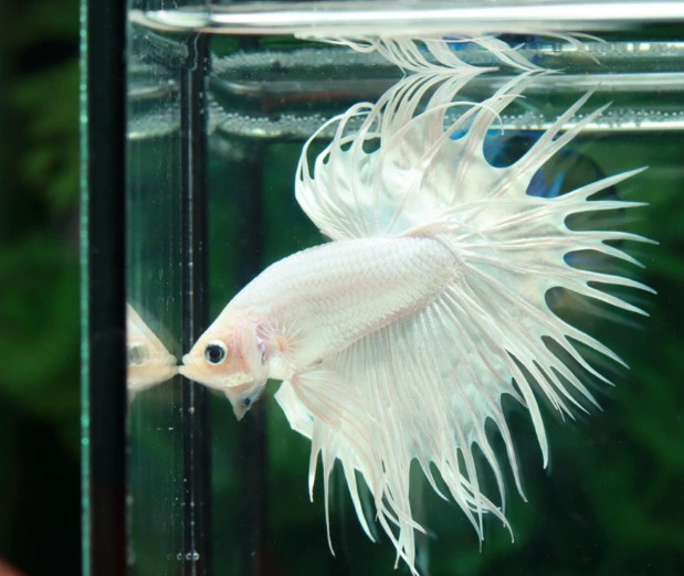 Таидоуй живые tropical ornamental fish Lion King Wedding fish Half Moon Male Fish Horsetail Night Market Stand Интернет-знаменитость оптом