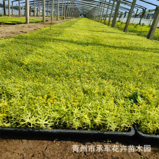 Fujiacao Square Plate Shandong Qingzhou Has a Large Supply of Fujiacao Square Plate Plug Seedlings, Large Cup Seedlings, Large Quantity and High Quality