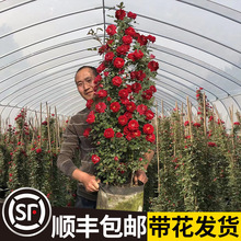 һlNޱٱ¼شͥԺֲļ_