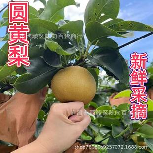 ���ڈA�S��Fժ����ˮ�������������r�ЋDˮ���������l