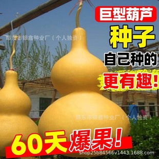 ���ͺ��J�N���ش���J�N�������������J�N��ԭ�b�ļ��߲˷N�Ӵ�ȫ