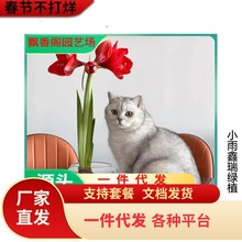 �M����피t�ذ�����������Ծ����b�cͥԺ������ֲ���������л�