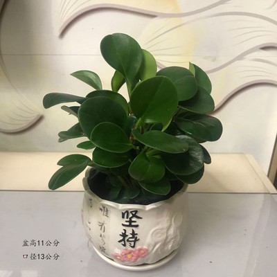 재스퍼【세라믹 세면대 고집】