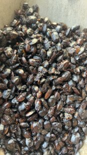 ���u��Ͼ����x Ұ�������x500g���]��Ʒ��ƨ�x ƨ���x�������x