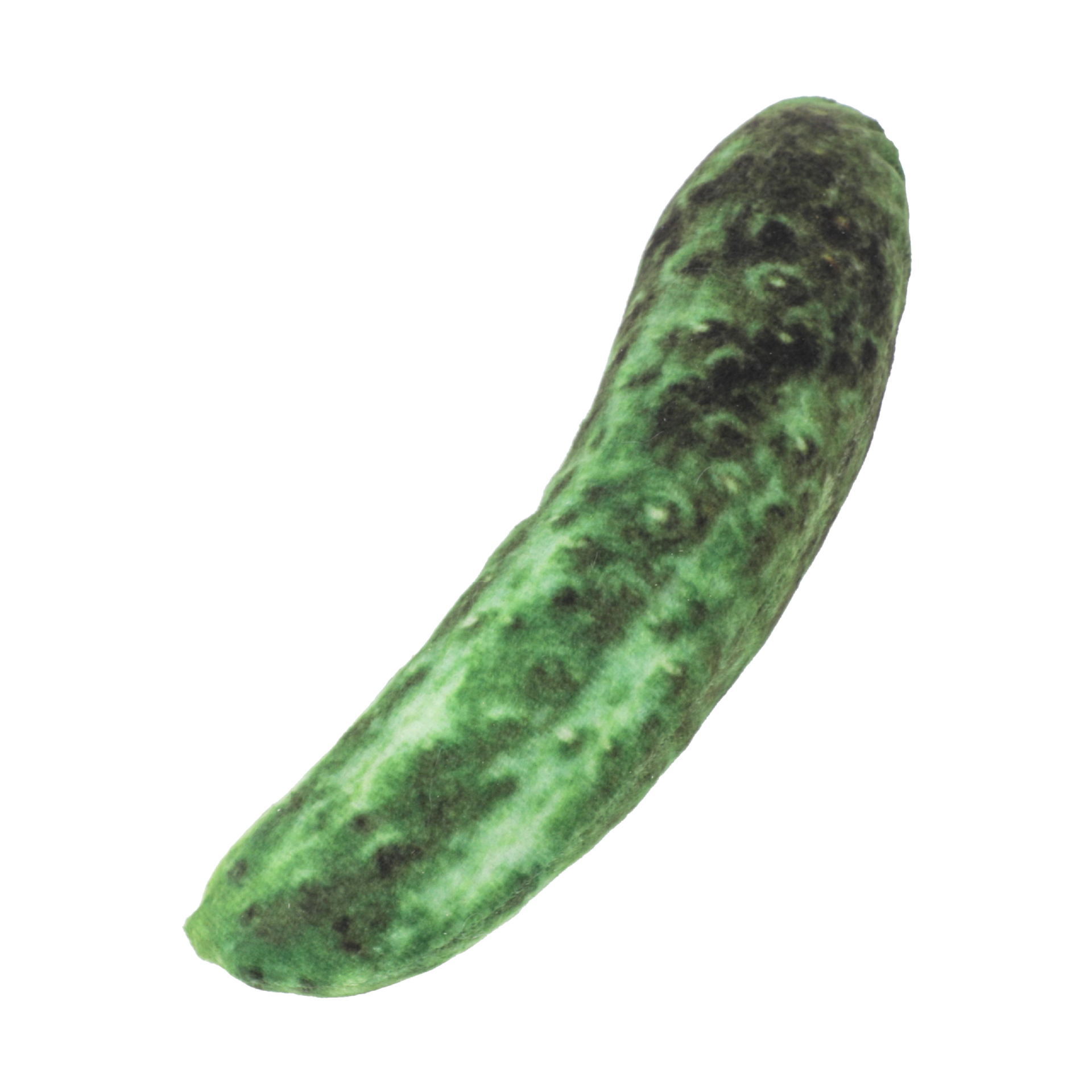 오이 (16.5*4.3cm 13G)